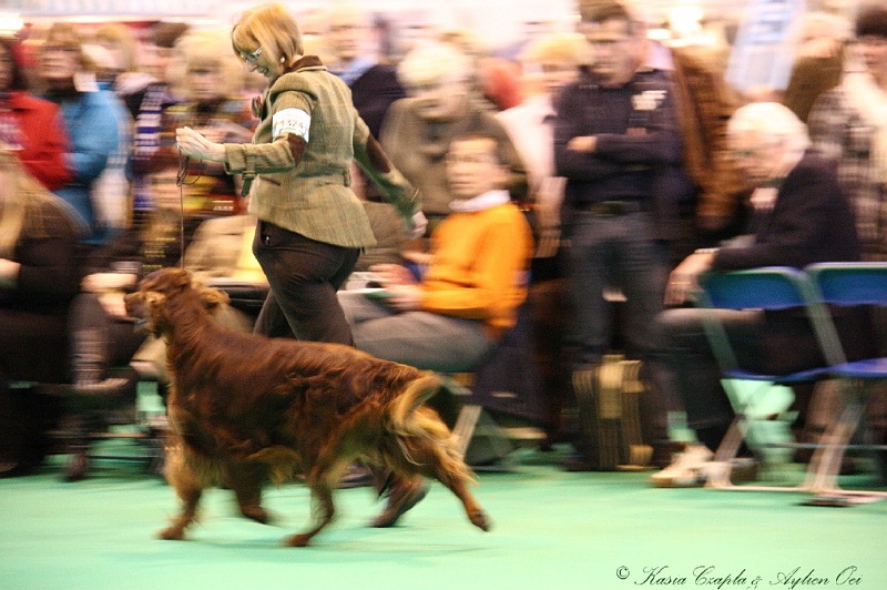 Crufts2011_2 049.jpg